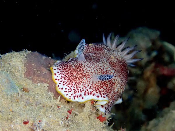 Colouring Chromodoris