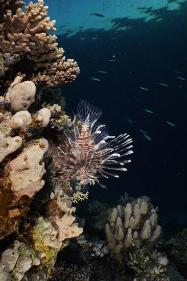 Pacific red lionfish