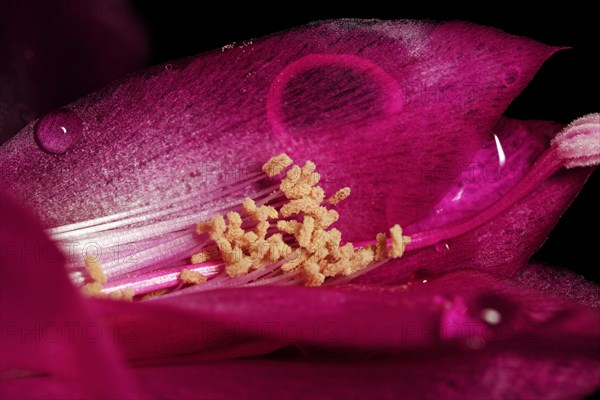 Flower of a Schlumbergera from the cactus family