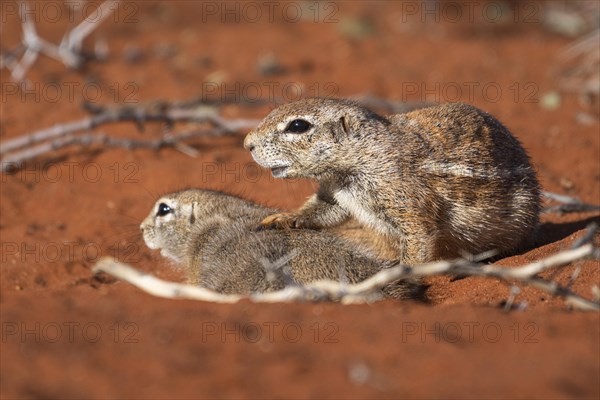 African bristle squirrel