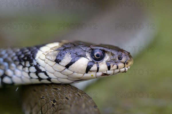 Grass snake