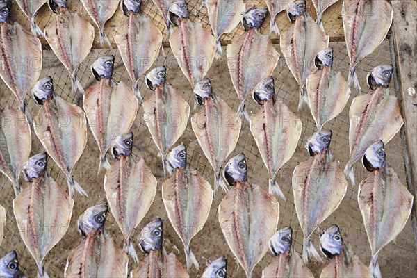 Fish drying