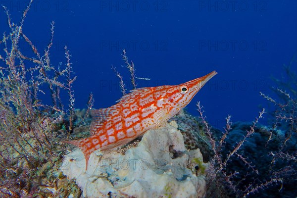 Longnose hawkfish