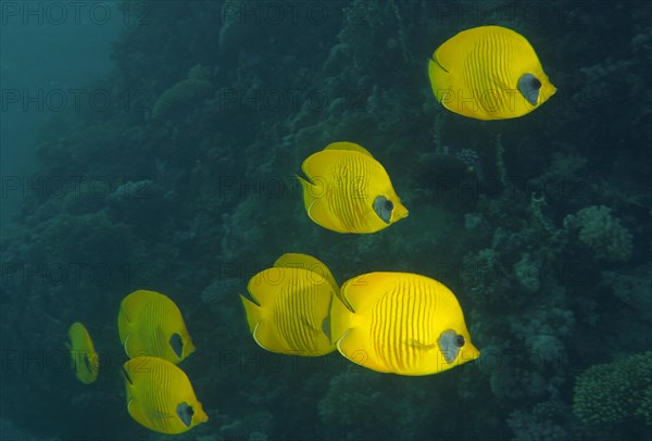 Group of bluecheek butterflyfish