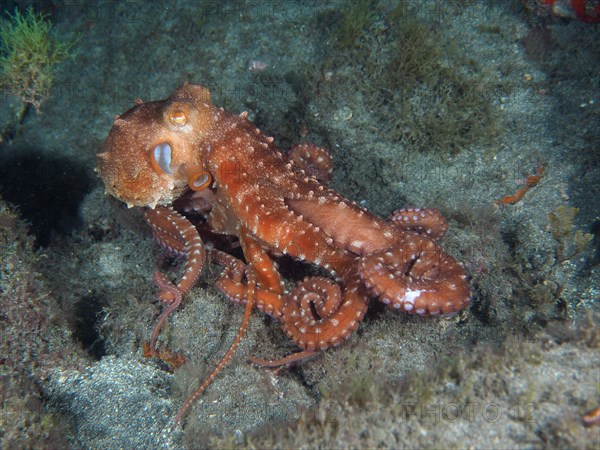 White spotted octopus