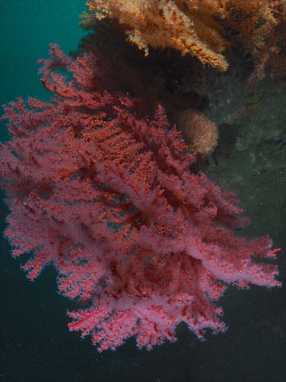 Knot coral