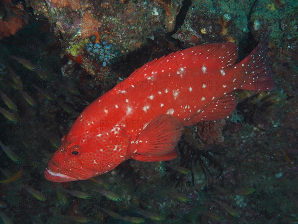 Tomato hind