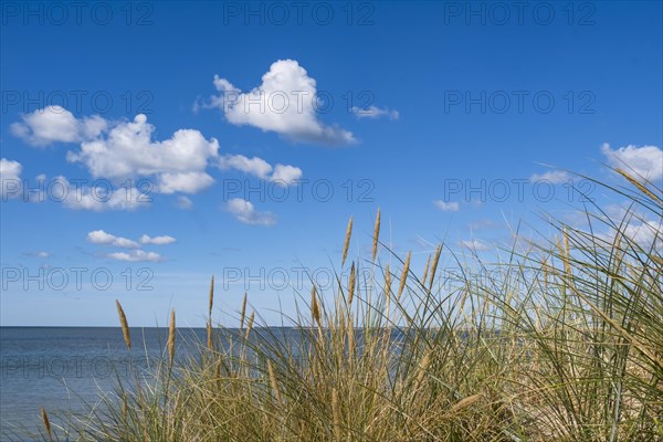 European marram grass