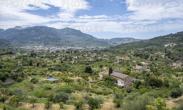 View of olive groves and fincas