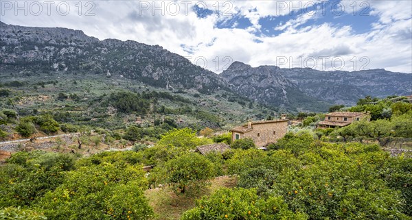 View of gardens with orange trees and fincas