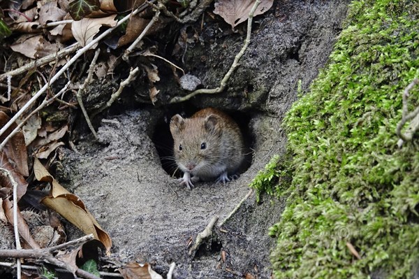 Little mouse in the forest