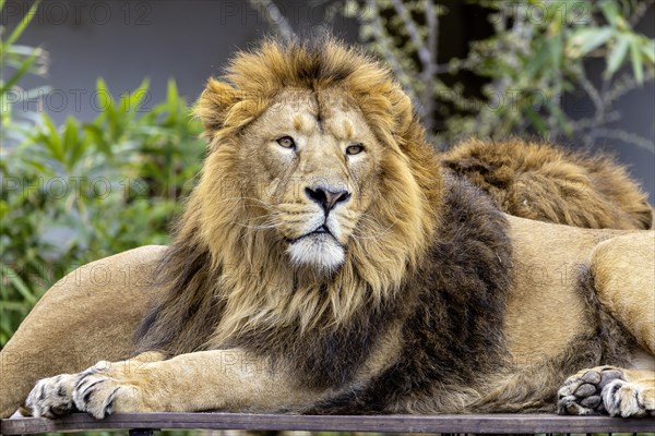 Asiatic lion