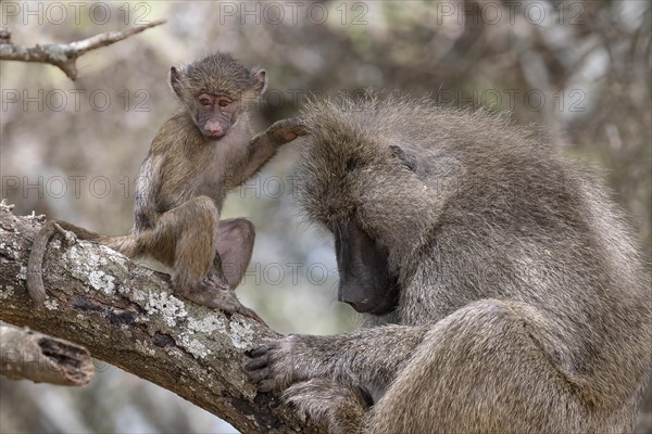 Olive baboon