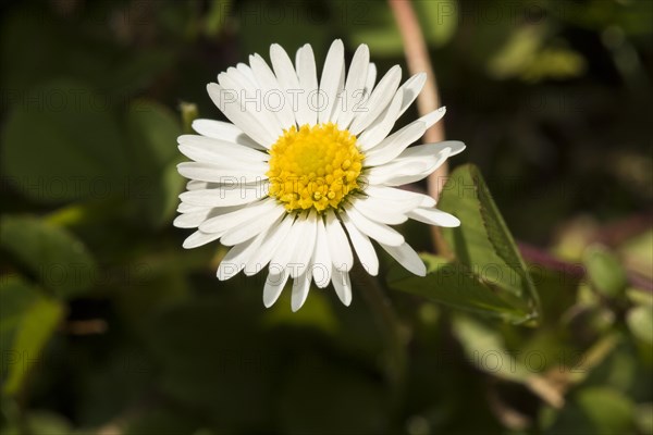 Common daisy