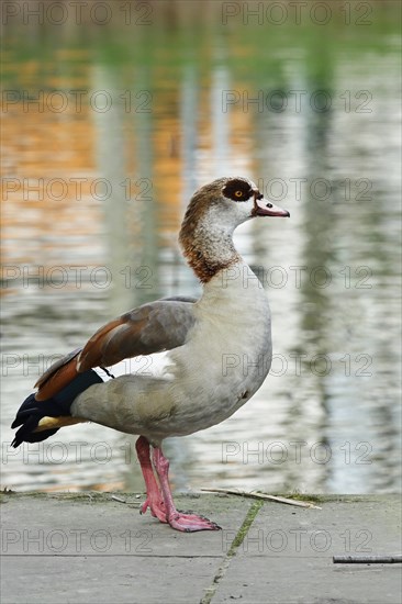 Egyptian Goose