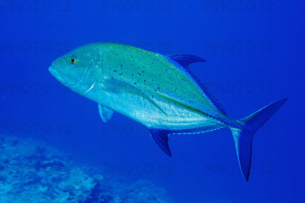 Bluefin trevally