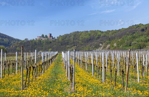 View over a vineyard field with flowering dandelions to the Palatinate Forest with the ruins of Landeck Castle