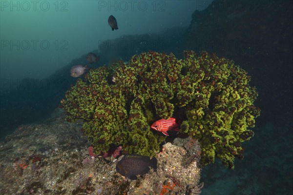 Green tree coral