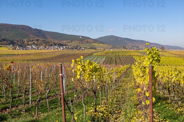 View over colourful vineyards in autumn