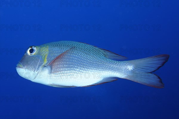 Humpnose big-eye bream