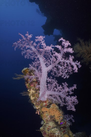 Hemprichs tree coral
