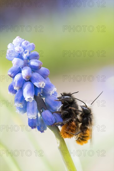 Hornfaced bee