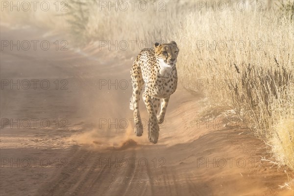 Cheetah