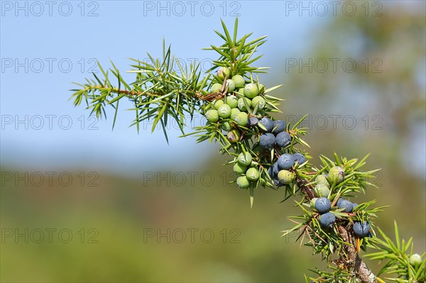 Common juniper