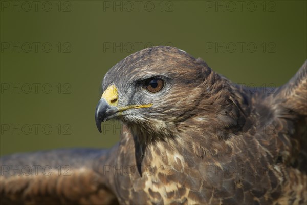 Common buzzard