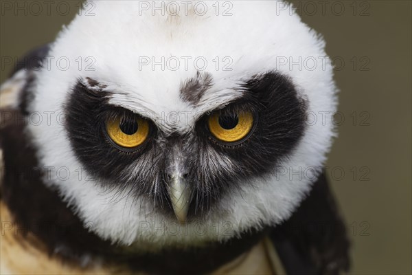 Spectacled owl