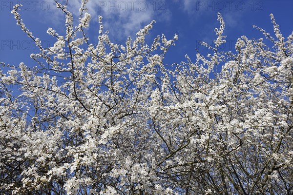 Flowering blackthorn