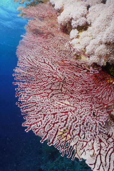 Red knot coral