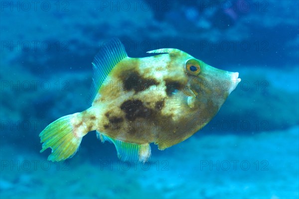 Brown filefish