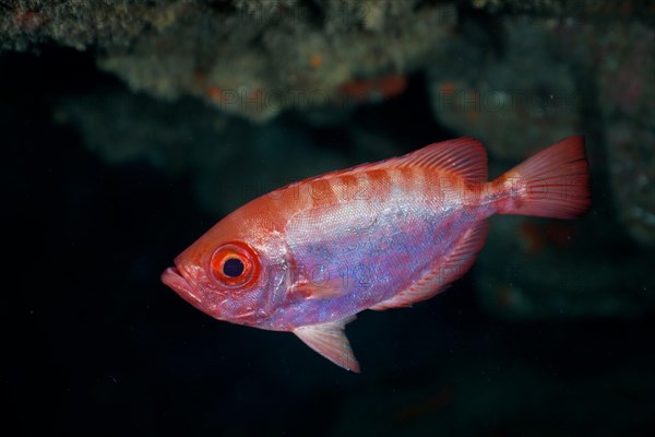 Bigeye glasseye snapper