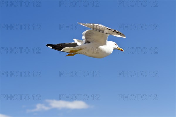 European herring gull