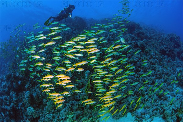 Diver swimming over viewed illuminated shoal of yellowfin goatfish