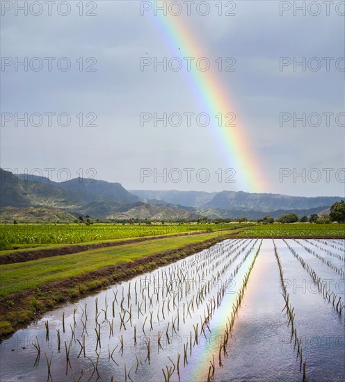 Hanalei valley and taro fields on kauai