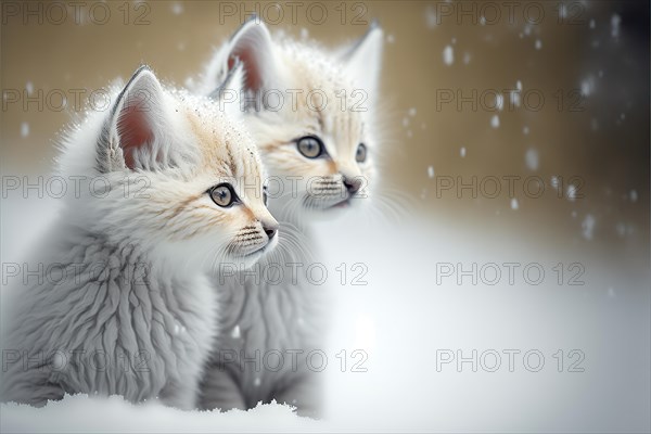 Two furry young snow leopards in winter landscape during snowfall