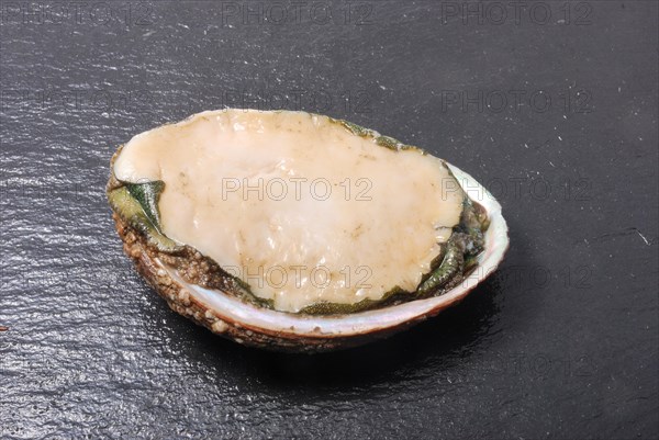 Abalone