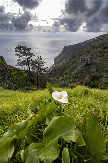 Flowering arum lily