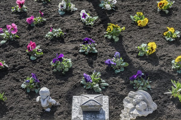 Grave decoration with pansy