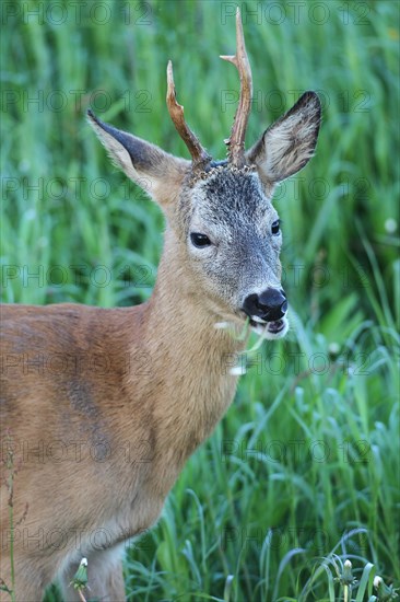 Roe deer