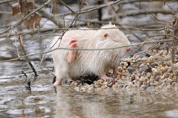 Young white albino nutria