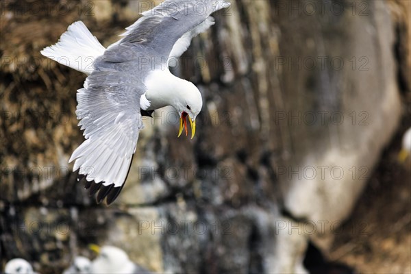 Kittiwake