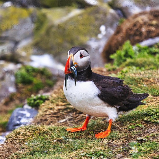 Puffin