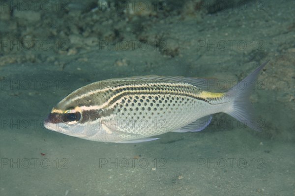 Arabian monocle bream