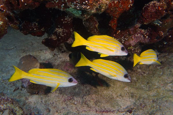 Group of bluestripe snapper