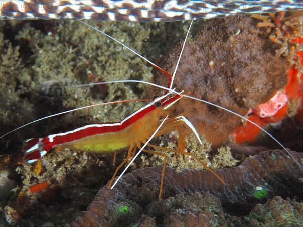 Pacific cleaner shrimp