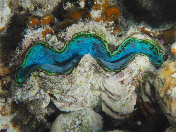 Maxima clam