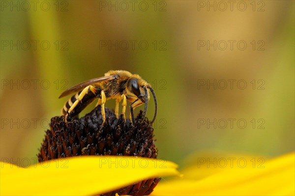 European european beewolf